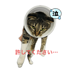[LINEスタンプ] うちの猫の挨拶♡