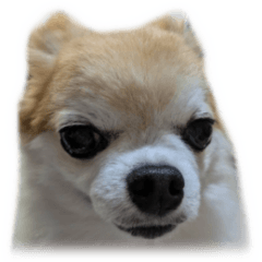 [LINEスタンプ] チワワのセレサ むむむ