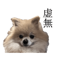 [LINEスタンプ] 表情豊かなポメラニアン2(実写)