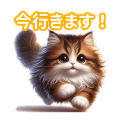 [LINEスタンプ] とにかくかわいいエキゾチックロングヘアー
