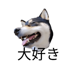 [LINEスタンプ] 柴犬 毎日デカ文字 黒柴 可愛いフェル4
