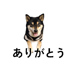 [LINEスタンプ] 柴犬 毎日デカ文字 黒柴 フェル可愛い5