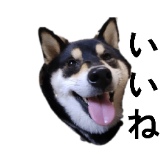 [LINEスタンプ] 柴犬 毎日デカ文字 黒柴 フェル可愛い7