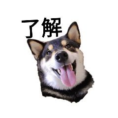 [LINEスタンプ] 柴犬 フェル 毎日笑顔 黒柴 可愛い 2
