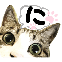 [LINEスタンプ] るぅ。の にゃんこ指定【あかさたな】