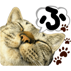 [LINEスタンプ] るぅ。の にゃんこ指定【はまやらわ】