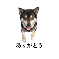 [LINEスタンプ] 柴犬 黒柴 毎日デカ文字 可愛いフェル6
