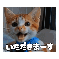 [LINEスタンプ] 私の毎日の挨拶① 