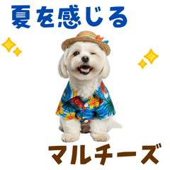 [LINEスタンプ] ゆるっとサマー♪マルチーズスタンプ