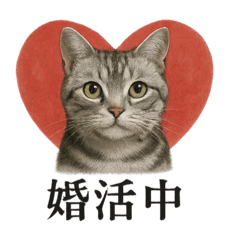 [LINEスタンプ] 【婚活】恋するアメリカンショートヘア