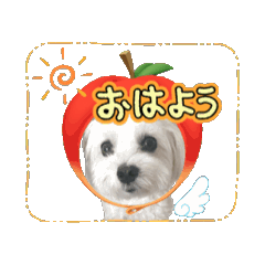[LINEスタンプ] マルチーズ♡毎日使える①      まるお 
