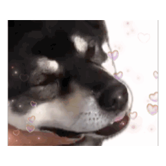 [LINEスタンプ] 動くかんべえ 