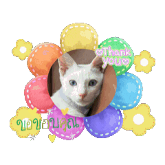 [LINEスタンプ] ゆずちゃん＆ママの楽しい猫ちゃん 