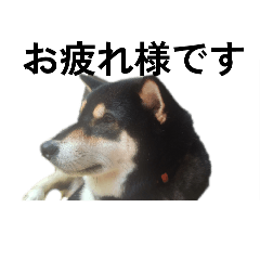 [LINEスタンプ] 柴犬 毎日デカ文字 フェル 可愛い7