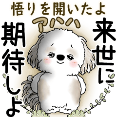 [LINEスタンプ] シーズー犬 2025 「悟りました」