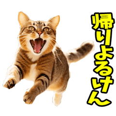 [LINEスタンプ] 愛媛伊予弁☆にゃんこ