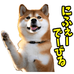 [LINEスタンプ] 沖縄弁☆柴犬