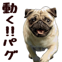 [LINEスタンプ] 動く！パグ