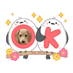 [LINEスタンプ] ミニチュアダックスのSORA 