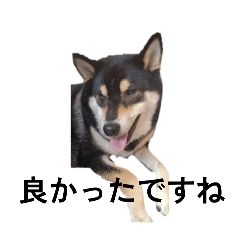 [LINEスタンプ] 柴犬 デカ文字毎日 フェル 黒柴 可愛9