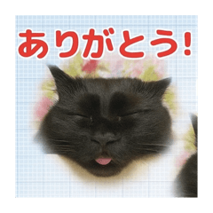 [LINEスタンプ] いい湯だな♨️ねこちん