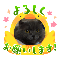 [LINEスタンプ] 2025年ぬこ様 Ⅱ