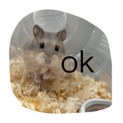 [LINEスタンプ] kハムちゃんず