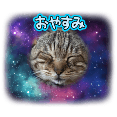 [LINEスタンプ] 顔デカ猫トラ