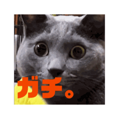 [LINEスタンプ] 動くネオちゃんスタンプ 