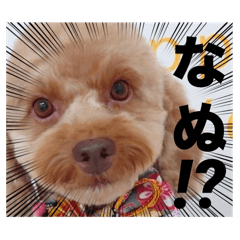 [LINEスタンプ] 黒さきプリン