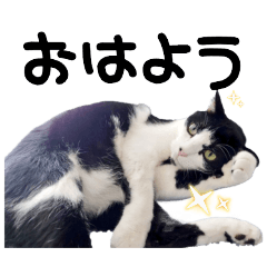 [LINEスタンプ] ハチワレ猫⑦