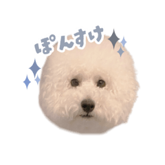 [LINEスタンプ] ぽんすけの毎日スタンプ
