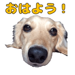[LINEスタンプ] ハナちゃんの毎日使えるスタンプ