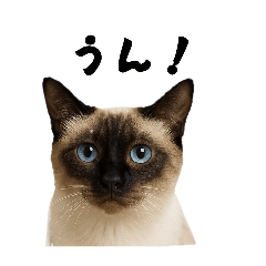 [LINEスタンプ] シールポイントのシャム猫日常のスタンプ