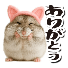 [LINEスタンプ] 毎日送りやすい♪猫耳ハムの日常フレーズ