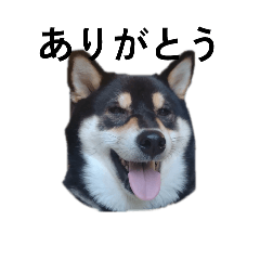 [LINEスタンプ] 柴犬 黒柴 毎日デカ文字 可愛いフェル9