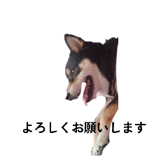 [LINEスタンプ] 柴犬 黒柴毎日デカ文字 可愛いフェル11