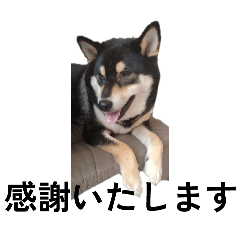 [LINEスタンプ] 柴犬 黒柴毎日デカ文字 可愛い フェル8