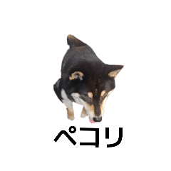 [LINEスタンプ] 黒柴 柴犬フェル 毎日デカ文字 可愛い10