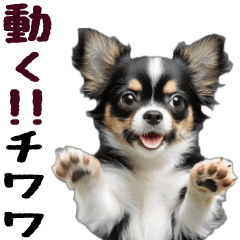 [LINEスタンプ] 動く！チワワのスタンプ