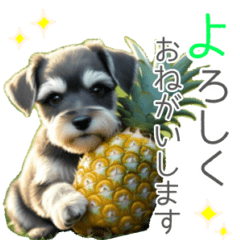 [LINEスタンプ] 夏のふわふわシュナウザー【日常会話】
