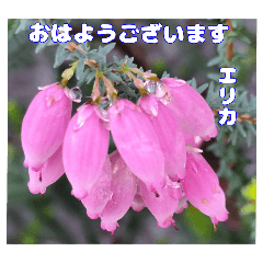 [LINEスタンプ] 夏の山野草で、日々のご挨拶を