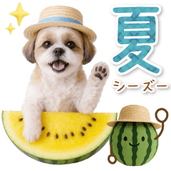 [LINEスタンプ] 癒しシーズーの「夏」の毎日