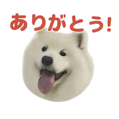 [LINEスタンプ] もふもふっ！わんちゃん