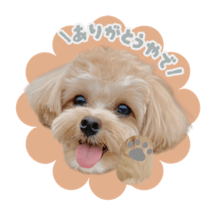 [LINEスタンプ] マルプージェマのともだち言葉編