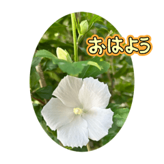 [LINEスタンプ] おはようの花