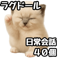 [LINEスタンプ] 日常会話verラグドールの子猫