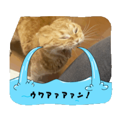 [LINEスタンプ] 動く！ニャンズスタンプ 
