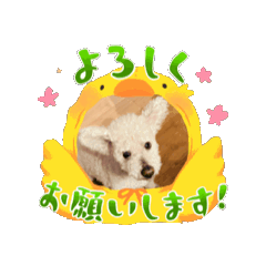 [LINEスタンプ] 福ちゃんとトイプー日和♪ 