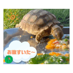 [LINEスタンプ] ケヅメリクガメの動くスタンプ 